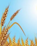 Wheatlife (Buckwheat), Buckwheat 5%