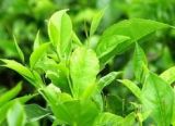 Green Tea Extract, Instant Tea