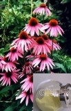 Echinacea Purpurea Herb P. E.