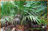 Saw palmetto P.E. ( Total Fatty Acids )