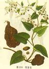  Polygonum   Multiflorum   Extract  50%/80%/95%