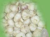 Garlic P. E.
