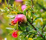 Pomogranate P. E.