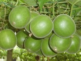 Momordica Grosvenori Extract