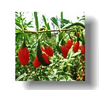Goji (Wolfberry) Extract