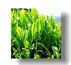 Green Tea Extract