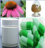 Echinacea Purpurea Extract