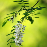 Quercetin P. E.