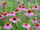 Echinacea Purpurea Extract