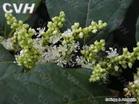  Polygonum   Cuspidatum  Extract