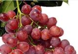 Gynostemma Pentaphyllum Extract