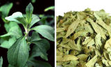Stevia/Fenugreek Extract