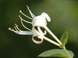 Honeysuckle Flower Extract