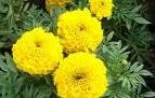 Marigold Oleoresin/Lutein