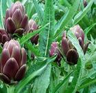  Artichoke   Leaf  Extract