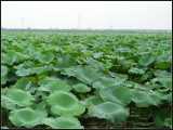 Lotus Leaf Extract
