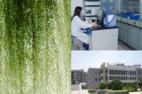 Usnic Acid Extract (7562