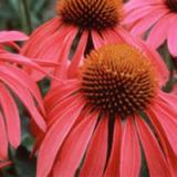 Echinacea Purpurea Juice Concentrate Powder 45: 1