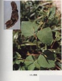 Resveratrol (GMP Certified)