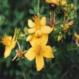 St. John's Wort Extract