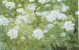 Common Cnidium P.E (Osthole)