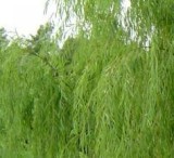 Willow Bark P. E.