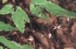 Epimedium Extract