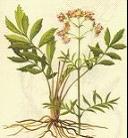 Valerian Root Extract/ Valeric Acid 0.8%