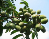 Olive Leaf Extract (SG007)