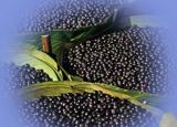 Acai Berry Extract