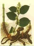Giant Knotweed Extract 98% Resveratrol (2011004)