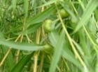 White Willow Bark Extract/Salicin (10%