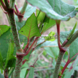 Natural Resveratrol (S