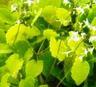 Epimedium Extract