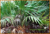  Saw   Palmetto   Extract  ( 25 %