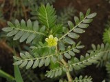 Tribulus Terrestris Extract (TY007)