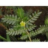 Tribulus Terrestris P. E.