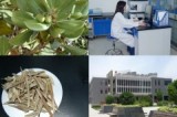 Olive  Leaf   Powder   Extract  (32619
