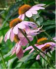 Echinacea Herb P.E. (001)