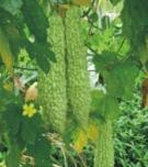 Bitter Melon P. E. / Charantin 10%
