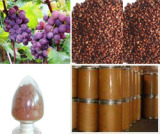 Grape Seed P. E.  (Proanthocyanidins 95%)