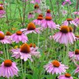 Echinacea Purpurea P.E.