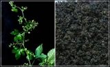 Gynostemma Pentaphyllum Tea
