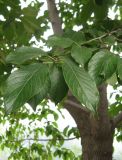 Eucommia Leaf P. E.