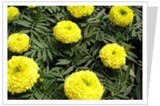 Marigold P. E.  (CAS No: 127