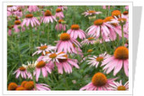 Echinacea Herb P. E. (CAS No: 90028