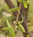 White Willow Bark Extract