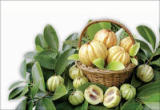 Garcinia Cambogia Extract