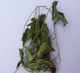 Gymnema Sylvestre P. E.