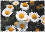 Chamomile Extract Powder